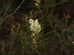 Acacia suaveolens
