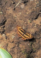 Athyma nefte subrata