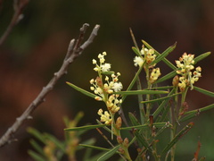 Acacia suaveolens