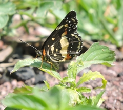 Chlosyne lacinia adjutrix