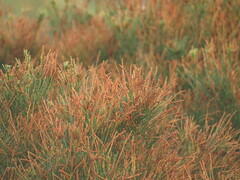 Allocasuarina paludosa