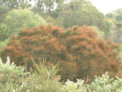 Allocasuarina paludosa