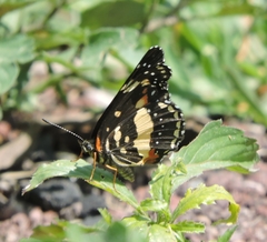Chlosyne lacinia adjutrix