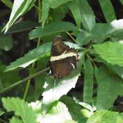 Siproeta epaphus trayja