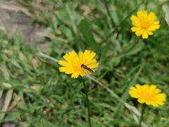 Toxomerus vertebratus