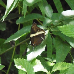 Siproeta epaphus trayja