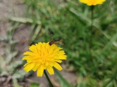 Toxomerus vertebratus