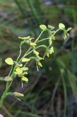 Diuris abbreviata