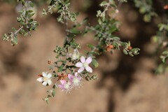Lithomyrtus microphylla
