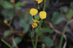 Diuris chrysantha