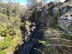 Polystichum haleakalense