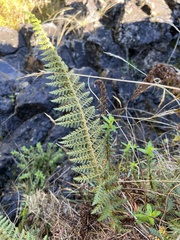 Polystichum haleakalense