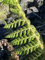 Polystichum haleakalense