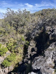 Polystichum haleakalense