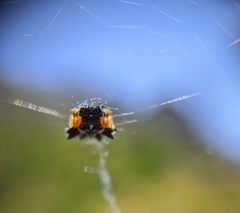 Austracantha minax