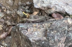 Anolis cupreus