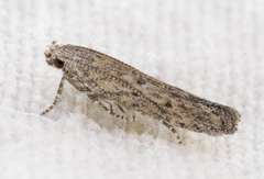 Scrobipalpula