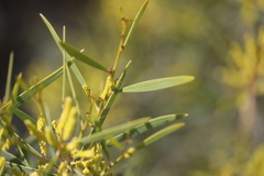 Acacia leptostachya