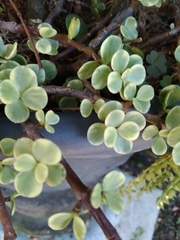 Portulacaria