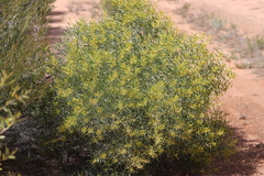 Acacia leptostachya
