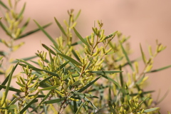 Acacia leptostachya