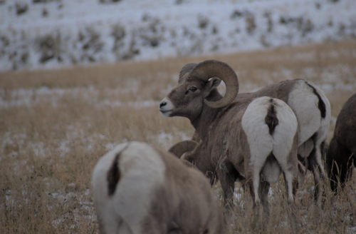 Rocky Mountain Bighorn Sheep photographed in Idaho