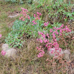 Eriogonum grande