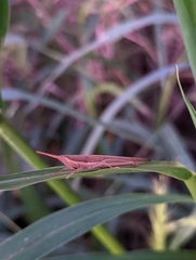 Leptysma marginicollis