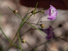 Agalinis edwardsiana