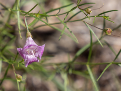 Agalinis edwardsiana