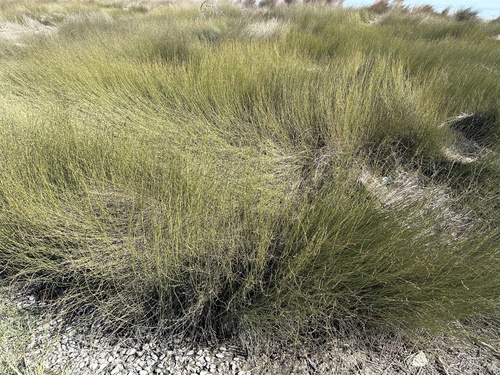 Apodasmia similis (Apodasmia similis)