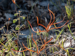 Desmanthus velutinus