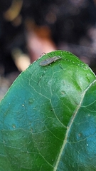 Amphineurus