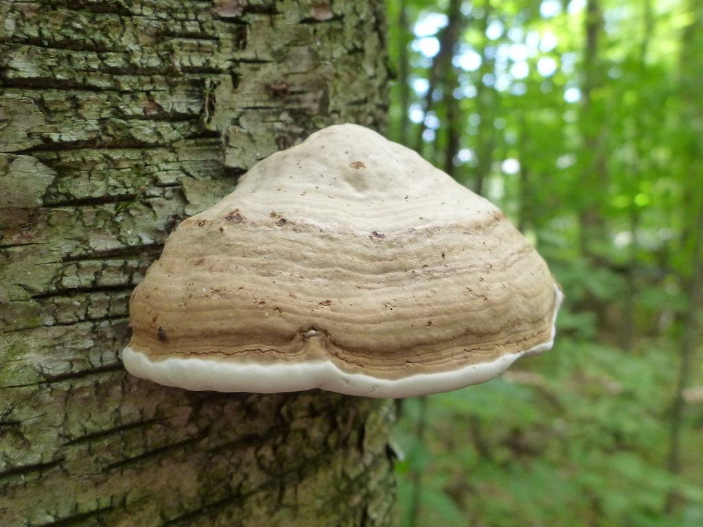 Hoof Fungus from Merivale Gardens Grenfell Glen Pineglen Country Place, Ottawa, ON, Canada