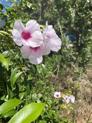 Pandorea jasminoides