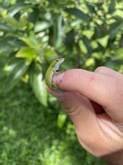 Anolis allisoni