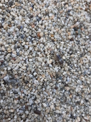 Alloniscus perconvexus