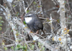 Scytalopus superciliaris