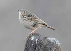 Anthus hellmayri