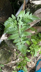 Diplazium taiwanense