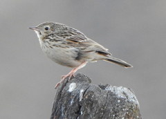 Anthus hellmayri