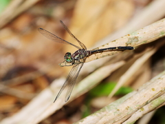 Nannophlebia eludens