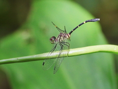 Nannophlebia eludens