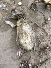 Eudyptula minor iredalei