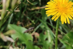 Allograpta piurana