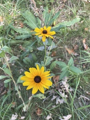 Rudbeckia