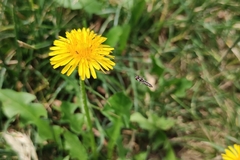 Allograpta piurana
