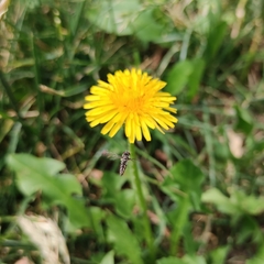 Allograpta piurana