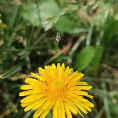 Allograpta piurana