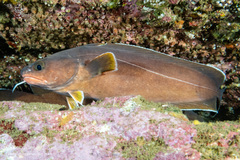 Lotella rhacina